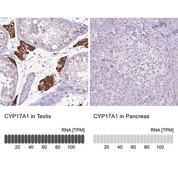 抗CYP17A1 ウサギ宿主抗体 Prestige Antibodies&#174; Powered by Atlas Antibodies, affinity isolated antibody, buffered aqueous glycerol solution