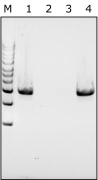 Mutanolisina from Streptomyces globisporus ATCC&nbsp;21553 free of DNA contaminants, suitable for Microbiome research, lyophilized powder, &#8805;4000&#160;units/mg protein (biuret)