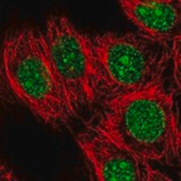 Anti-KCTD1 antibody produced in rabbit Prestige Antibodies&#174; Powered by Atlas Antibodies, affinity isolated antibody, buffered aqueous glycerol solution