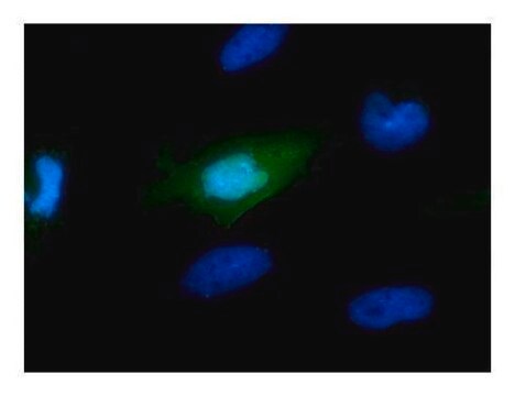 单克隆抗-Myc 标签 小鼠抗 clone GT0002, affinity isolated antibody