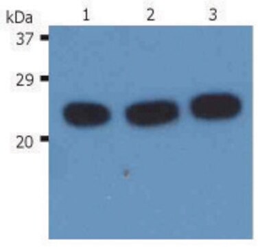 Monoclonal Anti-HRAS antibody produced in mouse clone H-RAS-03