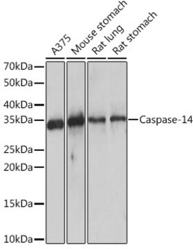 Anti-Caspase-14 Antibody, clone 6E2C1, Rabbit Monoclonal