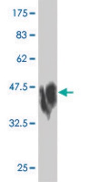 Monoclonal Anti-CDH2 antibody produced in mouse clone 5C8, purified immunoglobulin, buffered aqueous solution