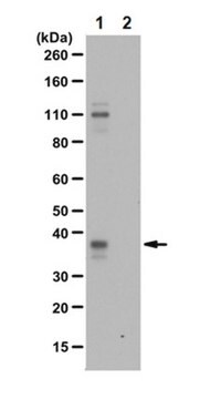 Anti-phospho HuR (Ser221) Antibody from rabbit, purified by affinity chromatography