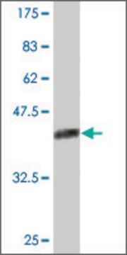 Monoclonal Anti-NPM3 antibody produced in mouse clone 3F2, purified immunoglobulin, buffered aqueous solution