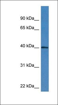 Anti-ATAD1 antibody produced in rabbit affinity isolated antibody