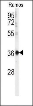 Anti-U2AF1 (center Y114) antibody produced in rabbit saturated ammonium sulfate (SAS) precipitated, buffered aqueous solution