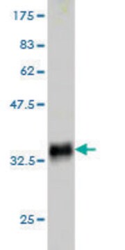 Monoclonal Anti-SLURP1 antibody produced in mouse clone 4D1, purified immunoglobulin, buffered aqueous solution