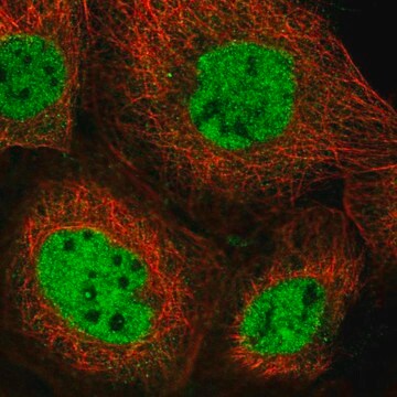 Anti-NCOA6 antibody produced in rabbit Prestige Antibodies&#174; Powered by Atlas Antibodies, affinity isolated antibody