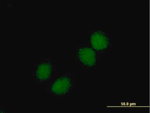 Anti-CHKB antibody produced in mouse purified immunoglobulin, buffered aqueous solution