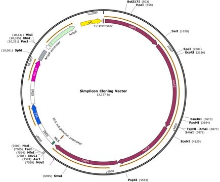 Vettore di clonazione Simplicon (E3L) for expression of the target gene(s) in transfected cells without the risk of genome integration