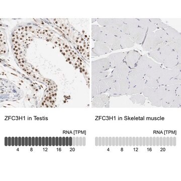 抗ZFC3H1 ウサギ宿主抗体 Prestige Antibodies&#174; Powered by Atlas Antibodies, affinity isolated antibody, buffered aqueous glycerol solution