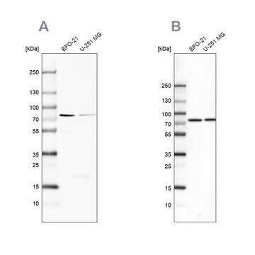 Anty-ATP6V1A Prestige Antibodies&#174; Powered by Atlas Antibodies, affinity isolated antibody