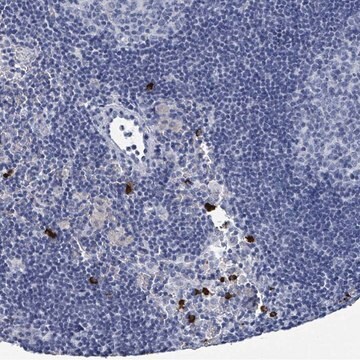 Anti-VPS13D antibody produced in rabbit Prestige Antibodies&#174; Powered by Atlas Antibodies, affinity isolated antibody, buffered aqueous glycerol solution