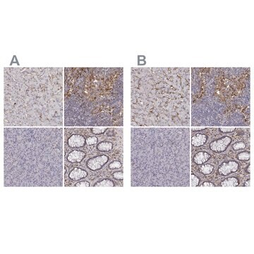 Anti-CD14 antibody produced in rabbit Ab3, Prestige Antibodies&#174; Powered by Atlas Antibodies, affinity isolated antibody, buffered aqueous glycerol solution