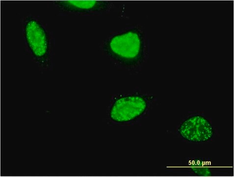 Monoclonal Anti-PAXIP1 antibody produced in mouse clone 4C11, purified immunoglobulin, buffered aqueous solution