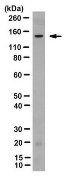 Anticorps anti-peptide 2A, clone&nbsp;3H4 clone 3H4, from mouse