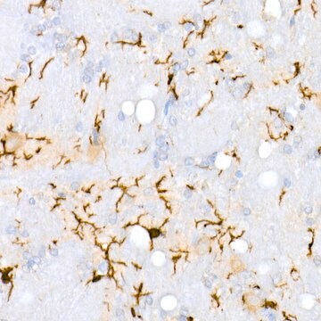 Anti-AIF1/IBA1 Antibody, clone 4S8I1, Rabbit Monoclonal