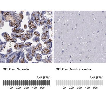 抗CD36 ウサギ宿主抗体 Prestige Antibodies&#174; Powered by Atlas Antibodies, affinity isolated antibody, buffered aqueous glycerol solution