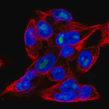 Anti-MFSD9 antibody produced in rabbit Prestige Antibodies&#174; Powered by Atlas Antibodies, affinity isolated antibody