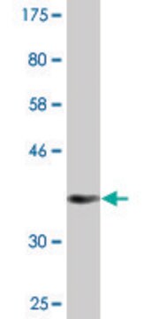 Monoclonal Anti-CRTC2 antibody produced in mouse clone 1E6, purified immunoglobulin, buffered aqueous solution