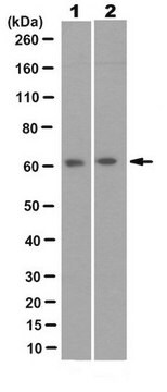 Anti-ARHGEF9 Antibody, clone 4D7.1 clone 4D7.1, from mouse