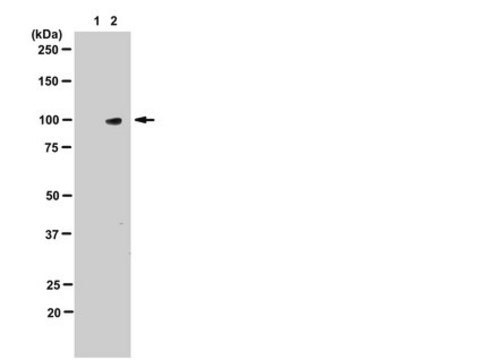 Anti-phospho-STAT5A/B (Tyr694/699) Antibody, clone 94-10C-9-10C-2, rabbit monoclonal clone 94-10C-9-10C-2, from rabbit