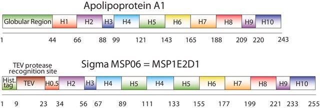 Membrane Scaffold Protein 1E2D1 recombinant, expressed in E. coli, buffered aqueous solution