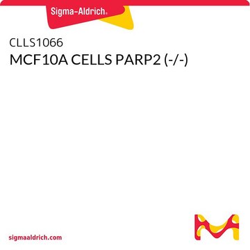 MCF10A CELLS PARP2 (-/-)