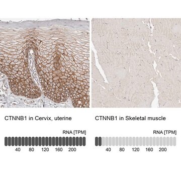 抗-CTNNB1 兔抗 Prestige Antibodies&#174; Powered by Atlas Antibodies, affinity isolated antibody, buffered aqueous glycerol solution