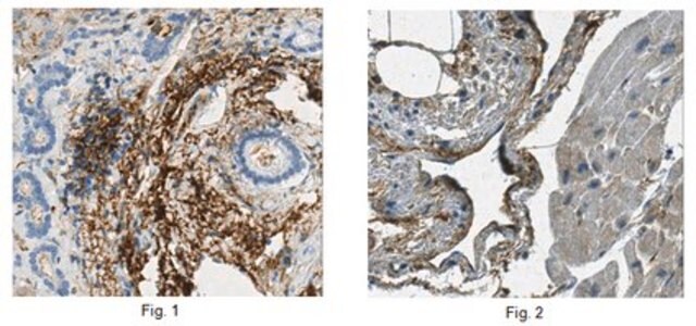 Anticorpo anti-lubricina/proteoglicano 4, clone 9G3 clone 9G3, from mouse