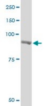 Monoclonal Anti-PYGM antibody produced in mouse clone 2C4, purified immunoglobulin, buffered aqueous solution