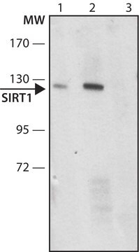 Anti-SIRT1 in Kaninchen hergestellte Antikörper ~1.0&#160;mg/mL, affinity isolated antibody, buffered aqueous solution