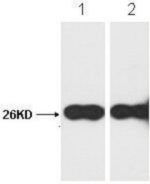 Anti-GFP-Tag affinity isolated antibody