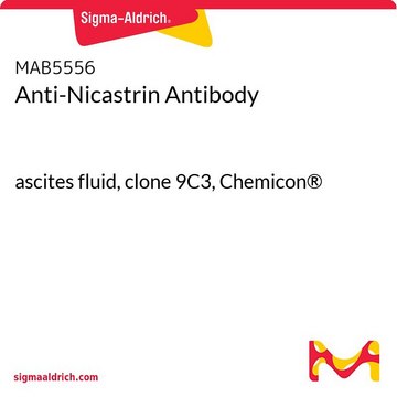 Anti-Nicastrin Antibody ascites fluid, clone 9C3, Chemicon&#174;