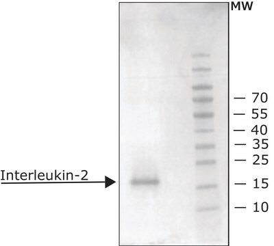 Interleukin-2 aus mouse IL-2, recombinant, expressed in E. coli, carrier free