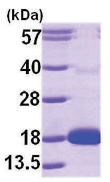 Cytidine deaminase human recombinant, expressed in E. coli, &#8805;90% (SDS-PAGE)