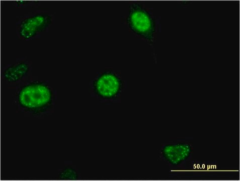 Monoclonal Anti-CDC20B antibody produced in mouse clone 2F2, purified immunoglobulin, buffered aqueous solution