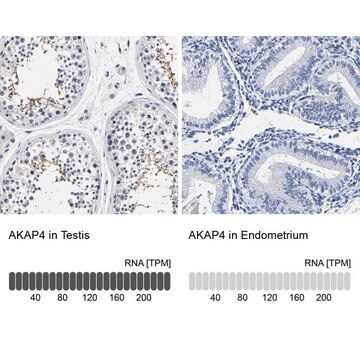 抗-AKAP4 兔抗 Prestige Antibodies&#174; Powered by Atlas Antibodies, affinity isolated antibody, buffered aqueous glycerol solution