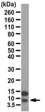 Anticorps anti-sarcolipine from rabbit, purified by affinity chromatography