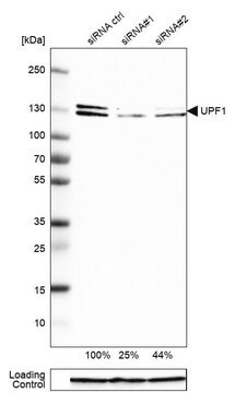 Anti-UPF1 antibody produced in rabbit affinity isolated antibody, buffered aqueous glycerol solution, Ab1