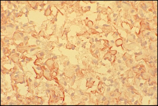 抗マウスIgM (&#956;-鎖特異的)–ペルオキシダーゼ ヤギ宿主抗体 affinity isolated antibody, buffered aqueous solution