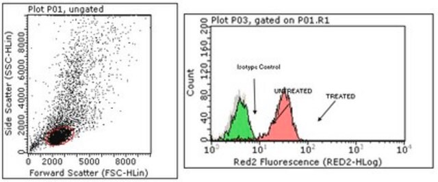 Przeciwciało anty-fosfo STAT6 (Tyr641), klon 19E2.1 clone 19E2.1, from mouse