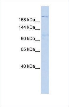 Anti-INADL antibody produced in rabbit affinity isolated antibody