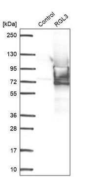 Anti-RGL3 antibody produced in rabbit Prestige Antibodies&#174; Powered by Atlas Antibodies, affinity isolated antibody, buffered aqueous glycerol solution