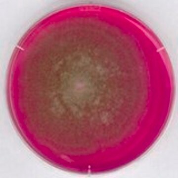 Rose Bengal Chloramphenicol Agar acc. GB suitable for microbiology, NutriSelect&#174; Plus