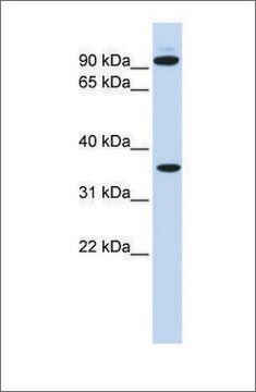 Anti-EXT2 antibody produced in rabbit affinity isolated antibody