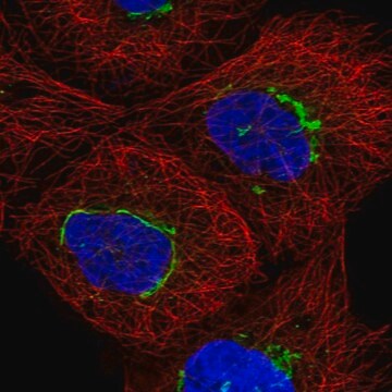 Anti-TMEM25 antibody produced in rabbit Prestige Antibodies&#174; Powered by Atlas Antibodies, affinity isolated antibody