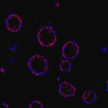 BioTracker&#8482; FQ Orange Cox-2 Live Cell Probe