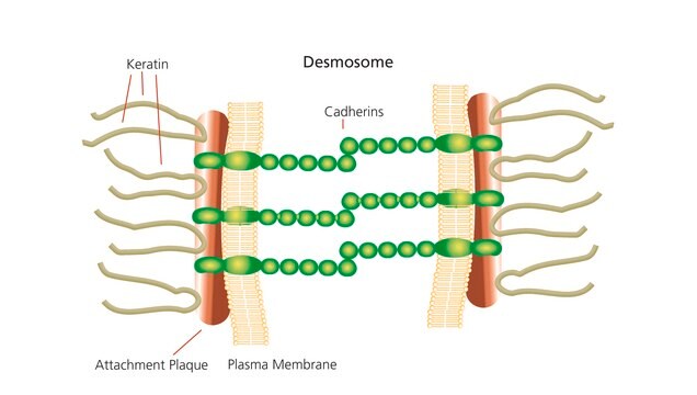 Keratin from human epidermis aqueous solution